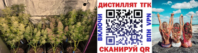 Купить закладки  Берёзовский  Дистиллят ТГК THC oil 